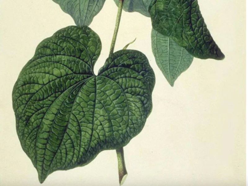 Gathered Botanicals Kava Social Webpage