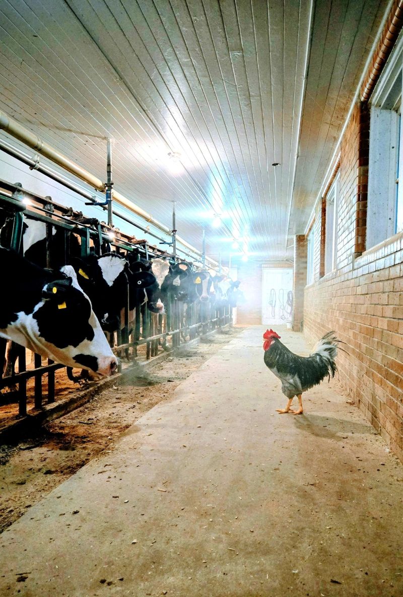 Green Vale Farm Cows and Chicken - FB