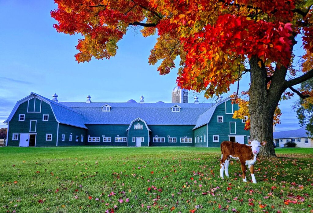 Green Vale Farm Creamery with Calf - FB