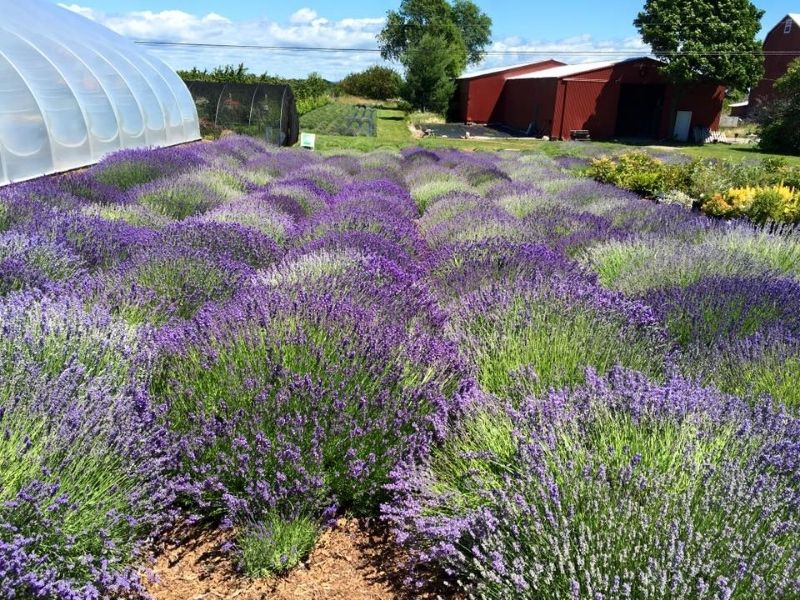 Harbor View Nursery And Lavender Farm Traverse City Michigan