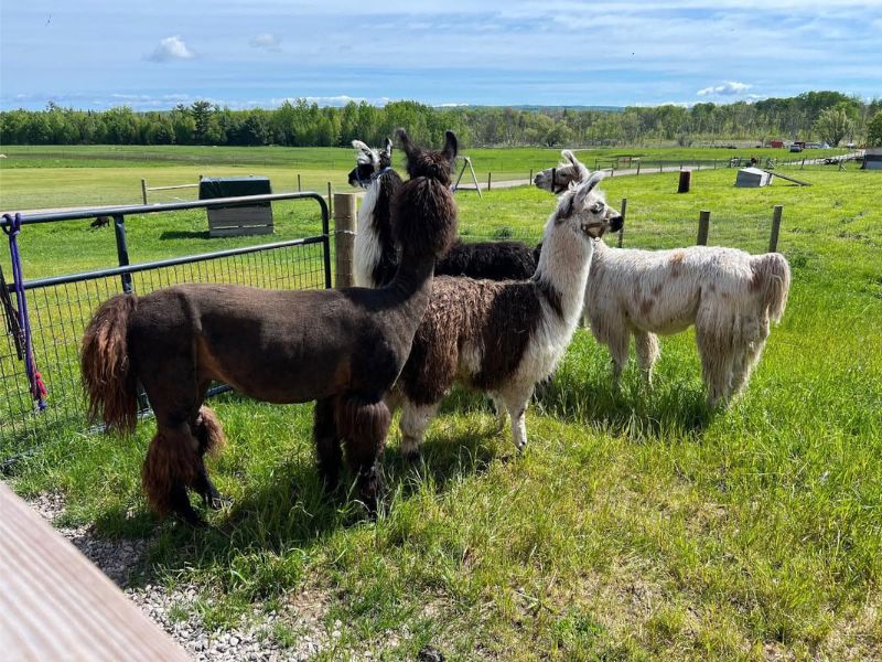Alpacas - Hungry Ducks Farm Charlevoix MI