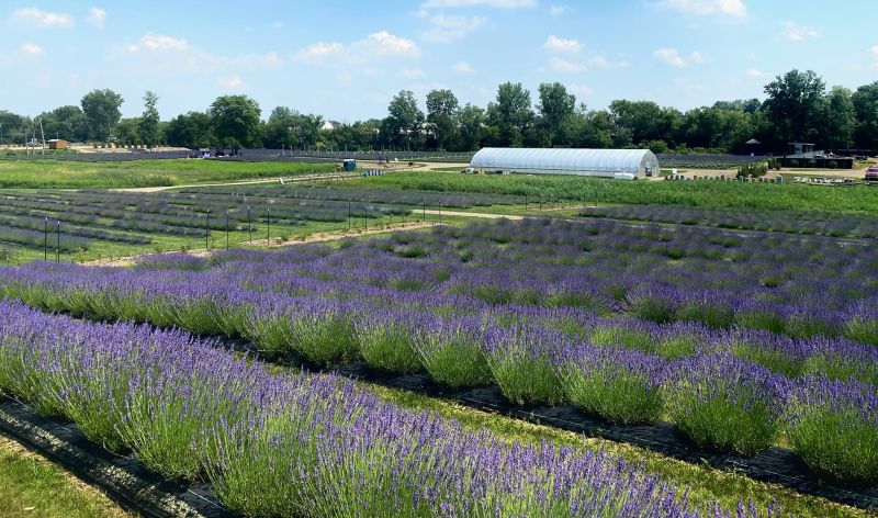 Indigo Lavender Farms