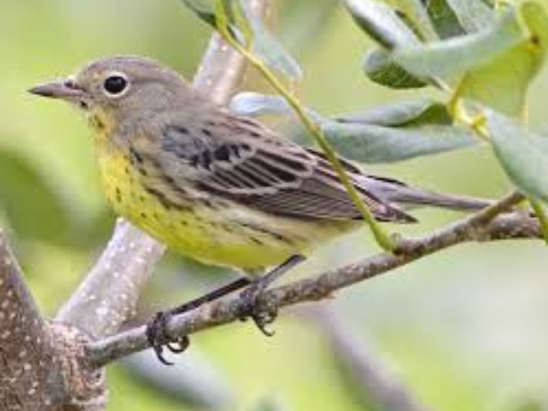 Kirtlands Warbler Festival Facebook