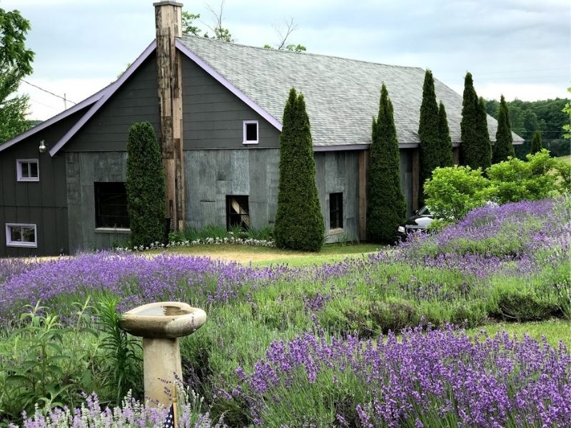 Lavender Hill Farm In Michigan
