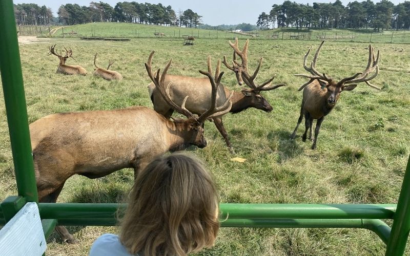 Ludington Amber Elk Ranch 2