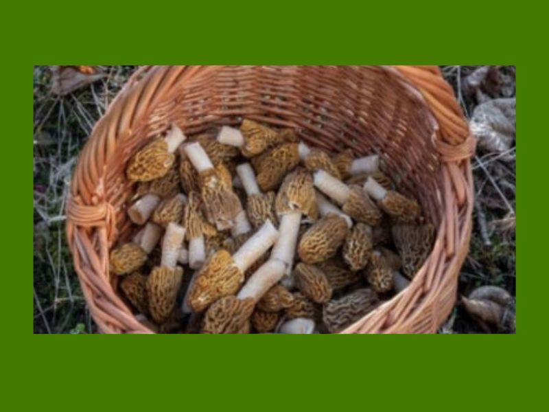 Mesick Mushroom Festival Webpage
