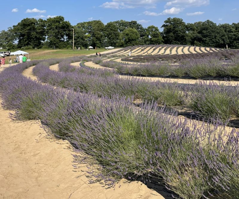 Ocimeae Lavender Farm FB