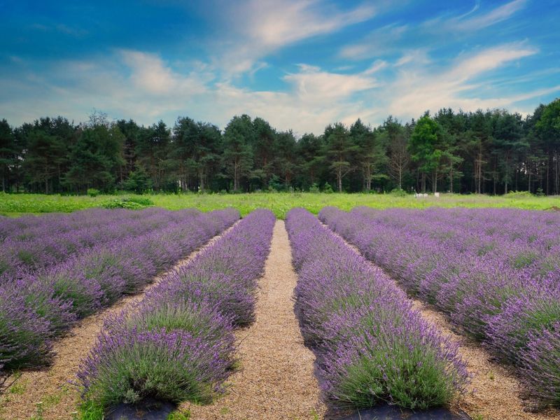 Shades Of Lavender Farm Mattawan MI