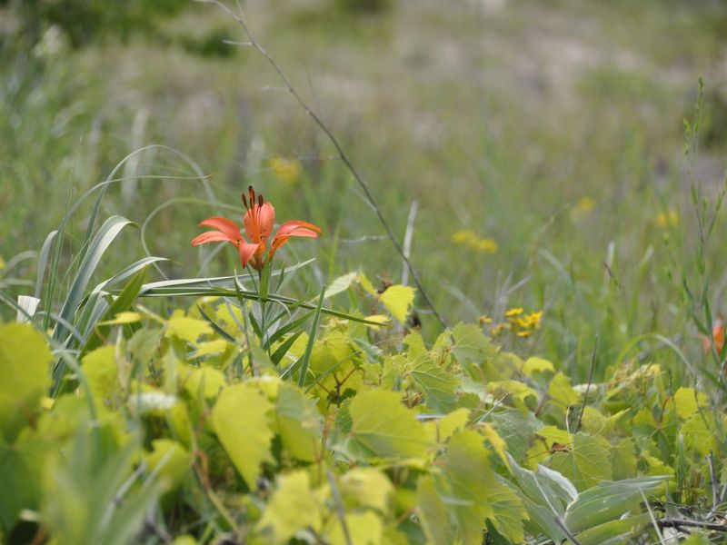 Sleeping-Bear-Dunes-Wildflowers-Old-Baldy-to-Empire-Bluff-Trail.