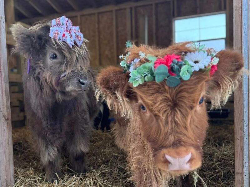 Szymanskis Creekside Acres Highland Cows Webpage