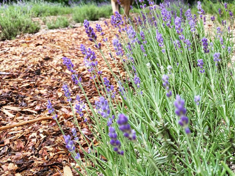 Twin Flame Lavender Farm FB