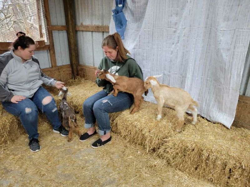 maple leaf farm baby goats - website