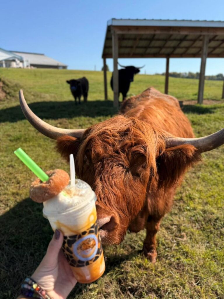 moo-ville nashville ice cream donut and cow - fb
