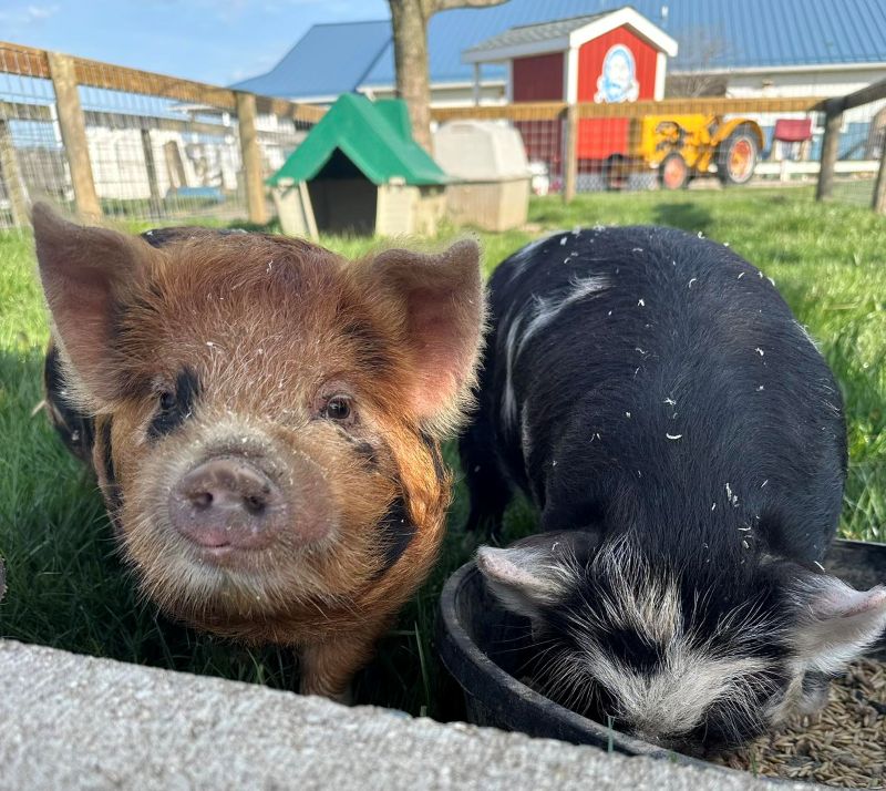 moo-ville nashville petting farm pigs - FB