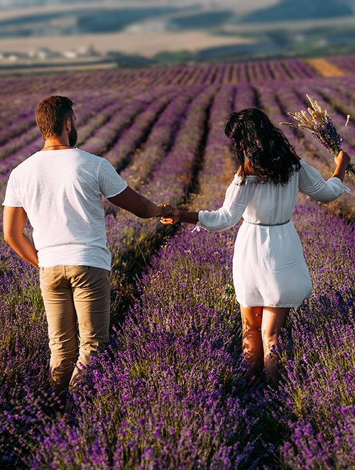 Romeo Lavender Farm Tours Image