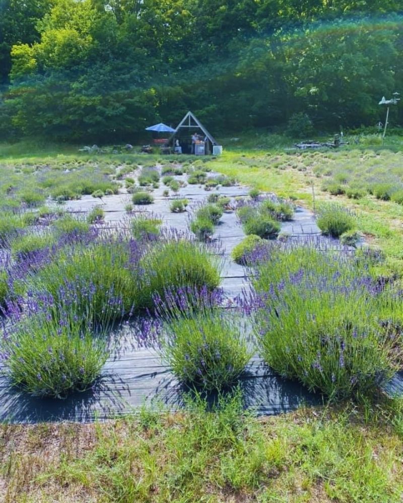 Warren Hill Lavender Farm Michigan