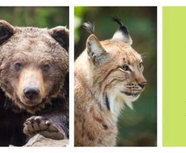 Manitowoc Lincoln Park Zoo Banner FB