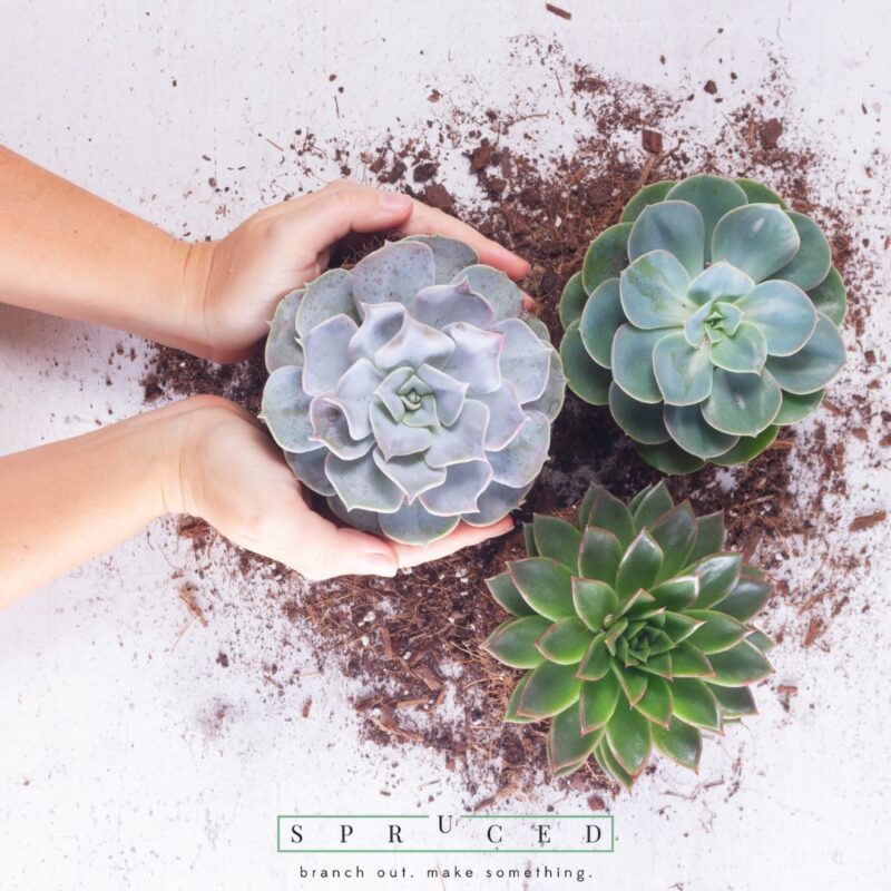 Sips Succulents Spuced Studio