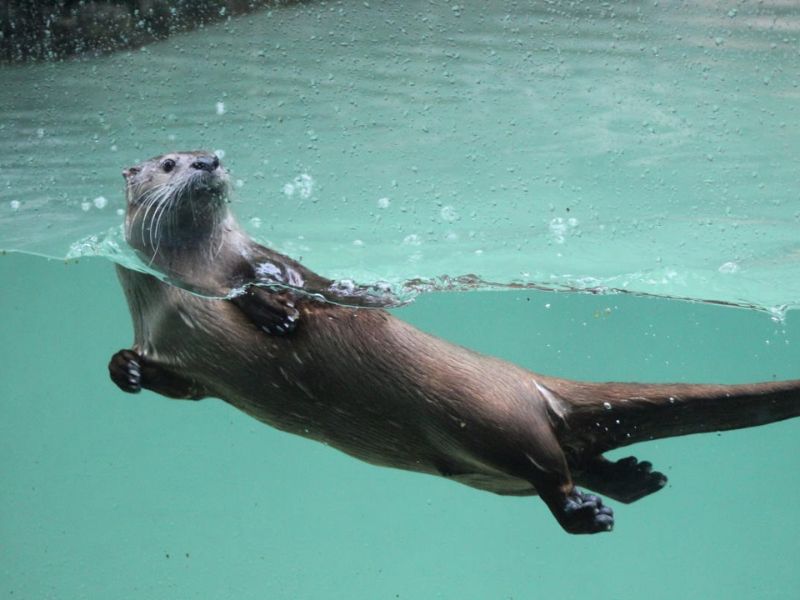 Submission John Ball Zoo Otterpalooza