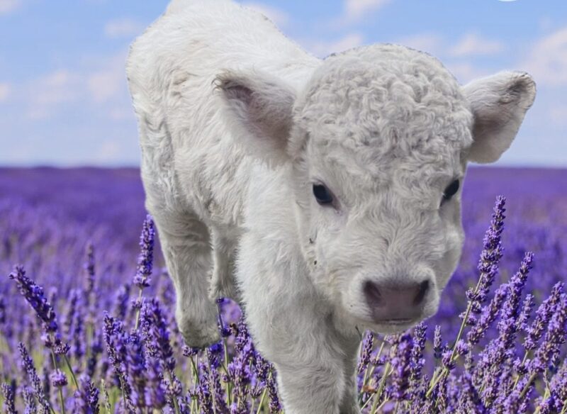 Thunder Acres Highlands Lavendar Festival Facebook