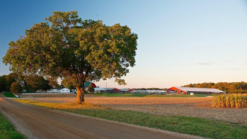 UDIM Dairy Farm Wide View