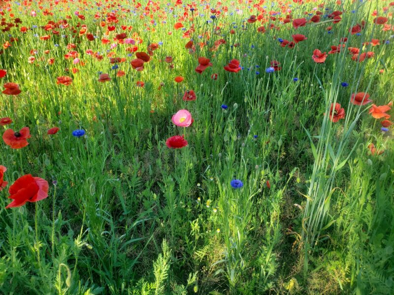 Closer Poppy Loook Pleasant Hill Farm Fb