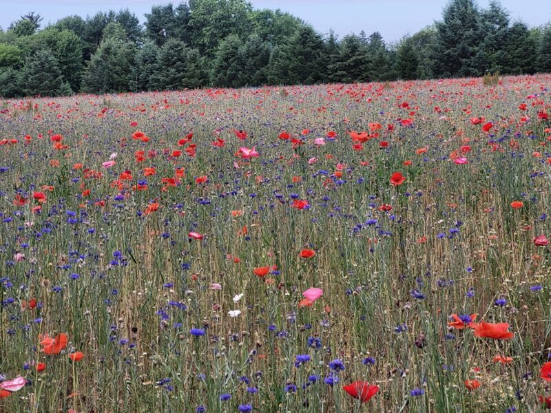 More Sparse Poppy Field Pleasant Hill Farm Fb
