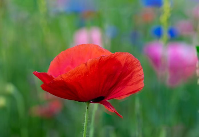 One Red Poppy Pleasant Hill Farm Fb