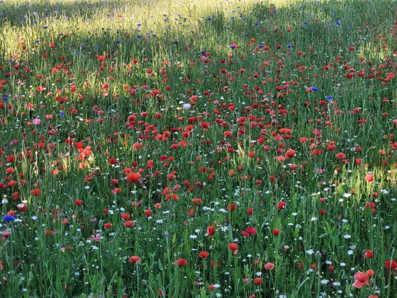 Memorial Poppy Fields