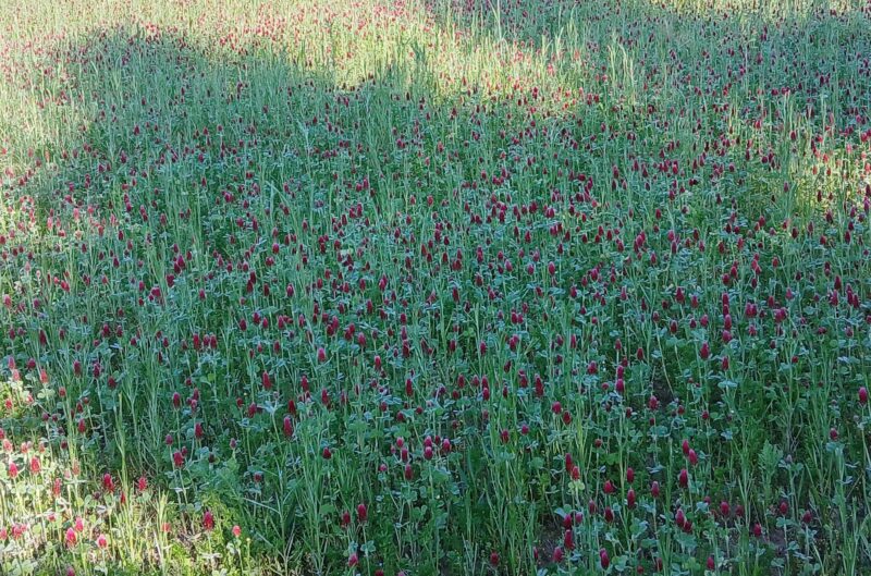 Red Clover Before Poppy Bloom Pleasant Hill Farm Fb