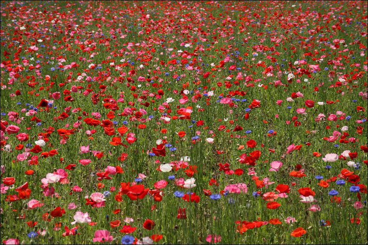 Vibrant Red Poppys W Blue Too Pleasant Hill Farm FB