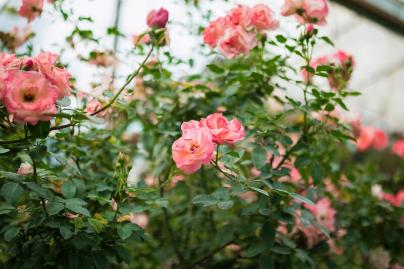 FMG Standard Flower Show Webpage