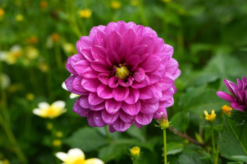 Frederik Meijer Gardens Dahlia Show Webpage