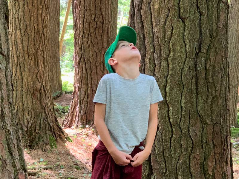 Hartwick Pines Old Growth Forest Trail Cox