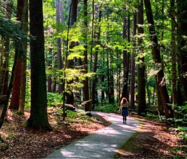 Hartwick Pines Old Growth Trail Hike