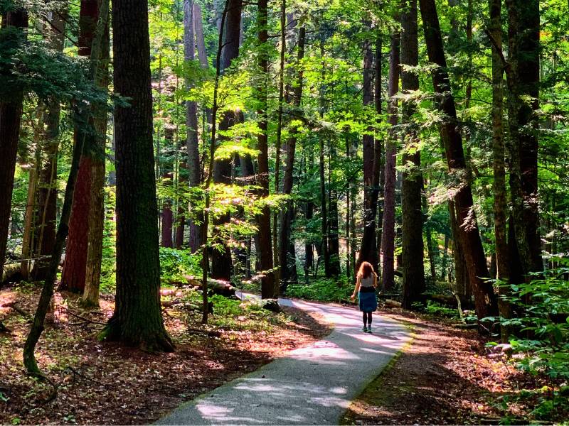 Hartwick Pines Old Growth Trail Hike