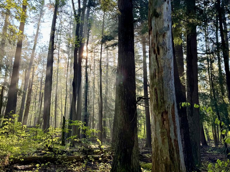 Hartwick Pines State Park Cox