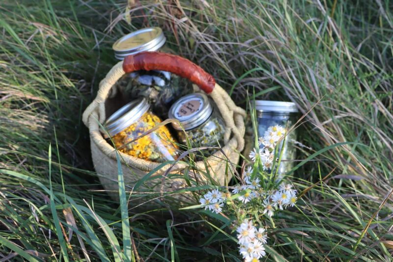 Immunity Herb Walk Blandford