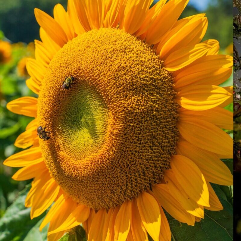 Blake Sunflower Festival Facebook