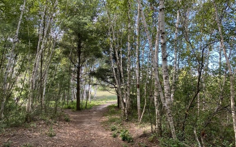 Magoon Creek Hiking Area Manistee