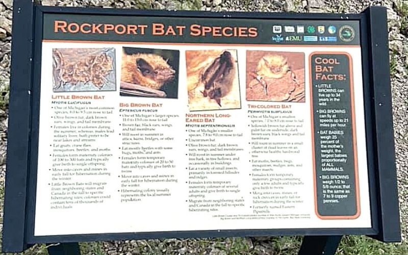 Rockport State Park Bat Species