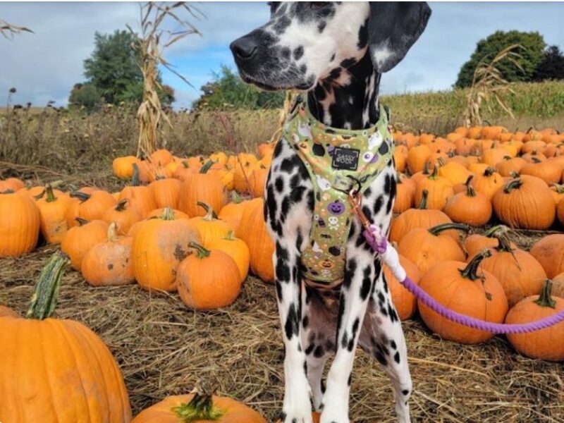 Ed Dunneback And Girls Dogs And Donuts Webpage