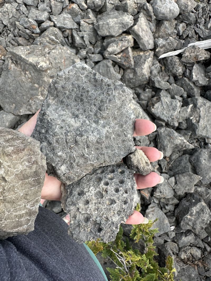 Rockport State Park fossils