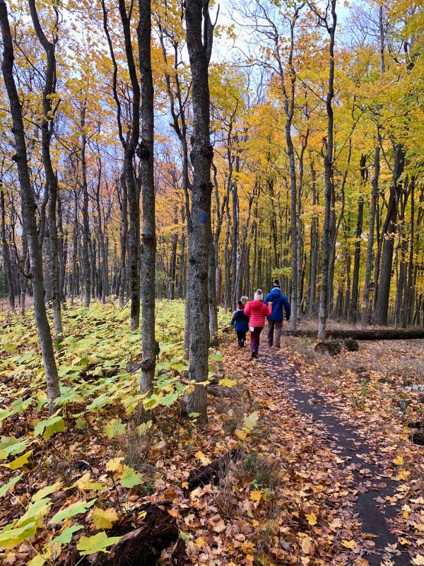 Hiking through a birch forest at Whaleback Natural Area in Leelanau, MI