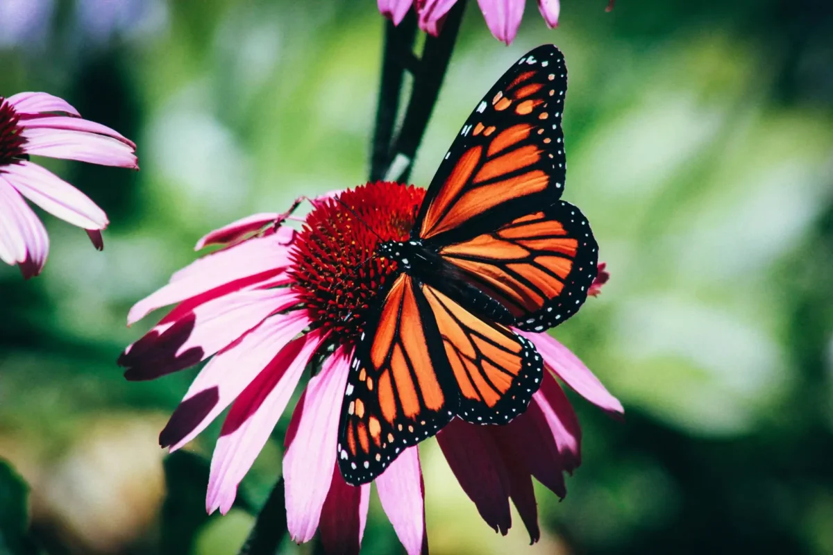 Friends Of GR Parks Insect Extravaganza Webpage