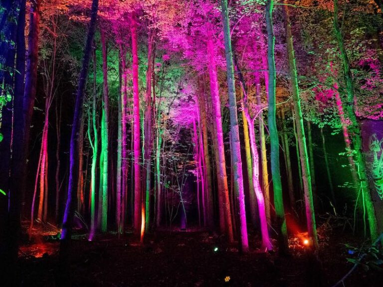 Glenlore CarnEVIL Forest Photo 1 768x576 1