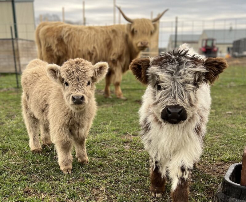 Thunder Acres Highlands Facebook Event
