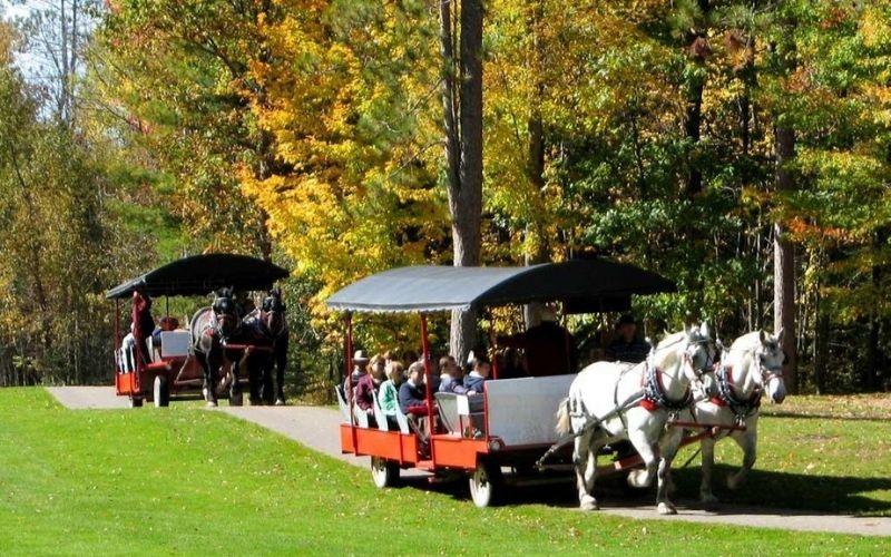 Michigan Color Tour Carriage Ride Elk Viewing Thunder Bay Trip Advisor Photo