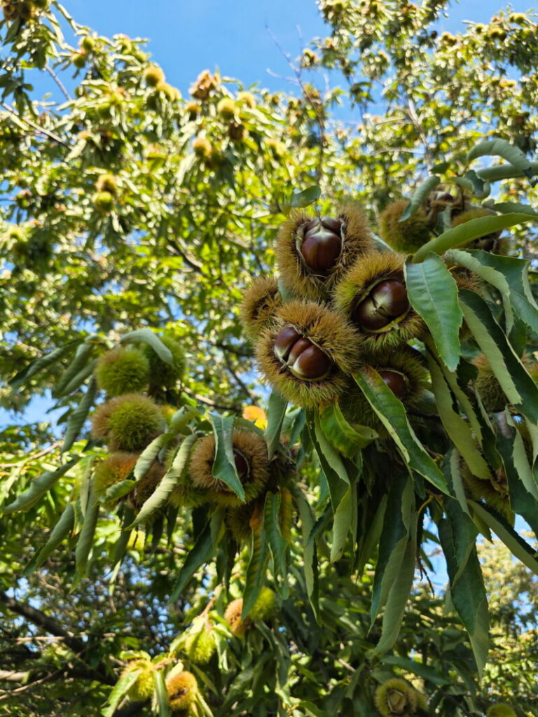 Bunches of furry chestnuts in tree
