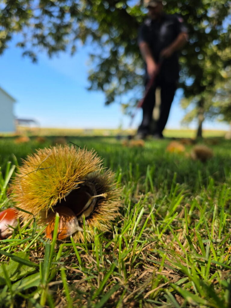 Furry chestnut on ground